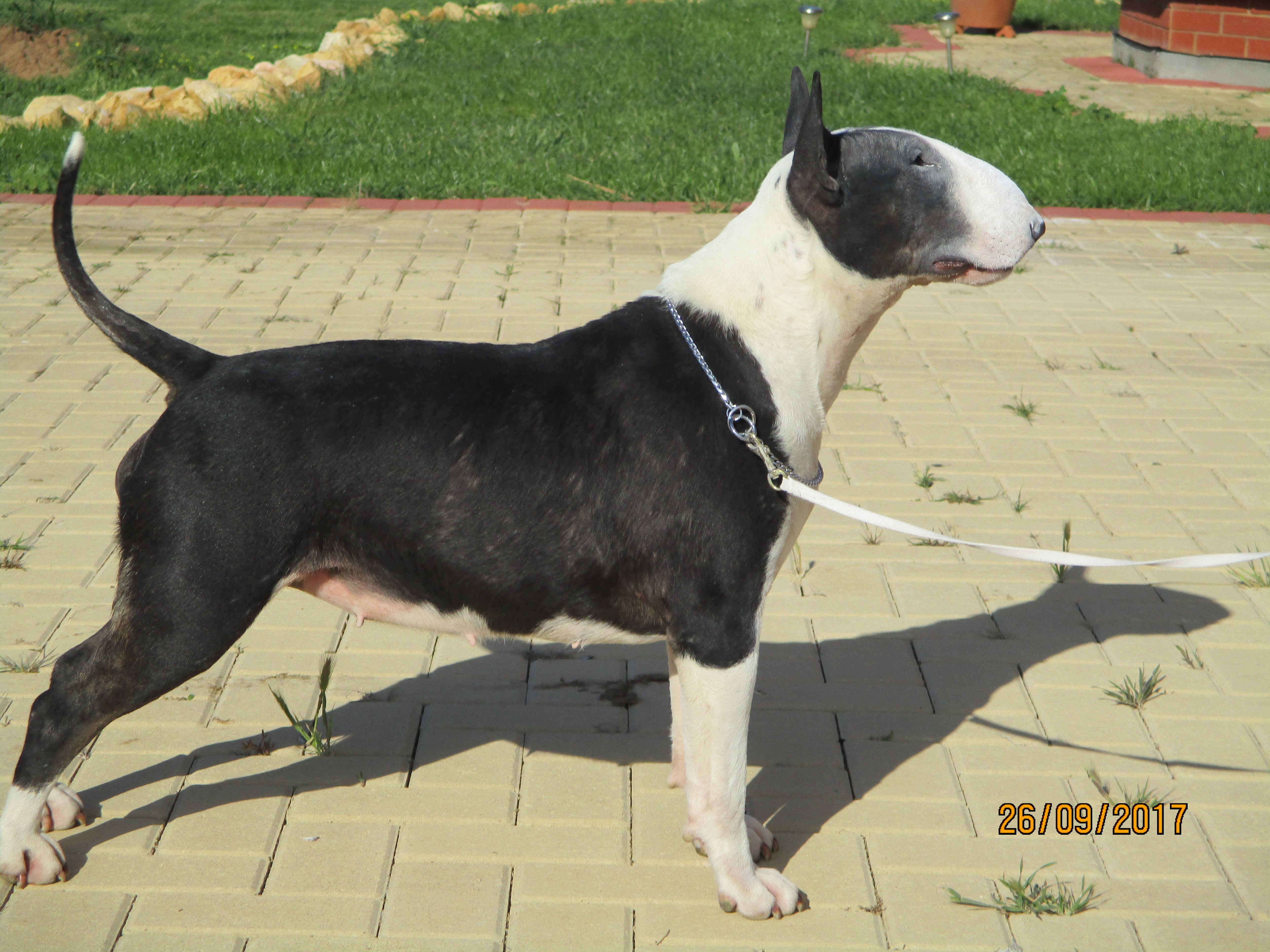 Azonax Warrior Princess